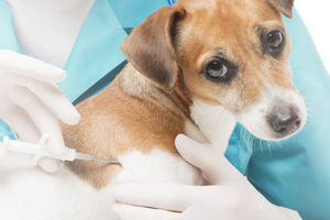 Почему возникает аллергия у собак и что делать хозяину
