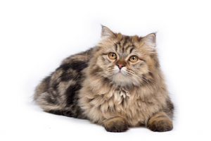 Кормление персидской кошки: лучший корм, рекомендованные и противопоказанные продукты