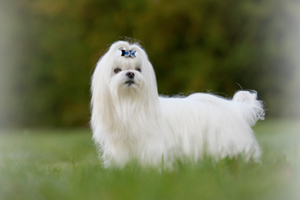 Почервоніння шерсті в білих собак: причини, лікування, профілактика
