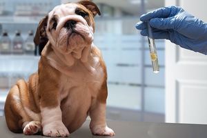 Дегельминтизация и вакцинация: когда делать прививку собаке после глистогонки?