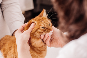 Як правильно доглядати за вухами кішки?