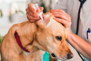 Як правильно доглядати за вухами собаки?