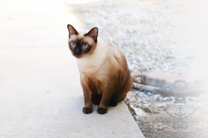 Харчування сіамської кішки: що треба знати