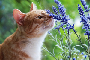 Алергія у кішок: причини, симптоми, лікування