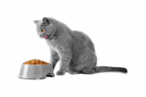 Опасные ингредиенты в кормах для кошек