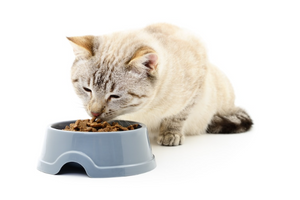 Расстройства питания и пищеварения у кошек: причины, профилактика, лечение