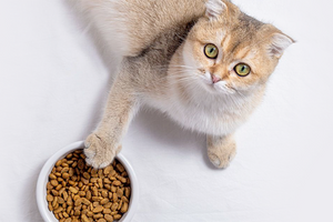 Выбор корма для стерилизованной кошки: на что обратить внимание
