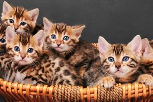 Як годувати бенгальських кошенят?