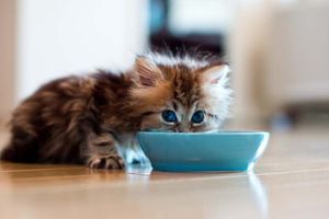 Как кормить кота?