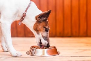 Як годувати собаку сухим кормом?