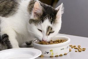 Как делают корм для котов?