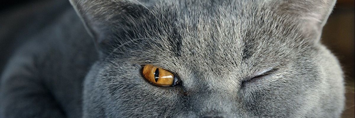Болезни глаз у кошек симптомы и лечение