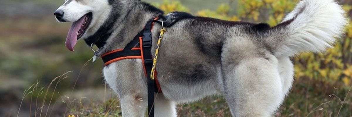 Шлеи для собак TRIXIE, лучшие зоо-товары TRIXIE в Украине