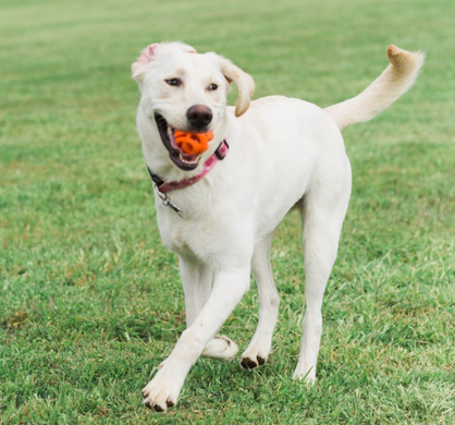 Chuckit Breathe Right Fetch Ball - Чакит мяч кружевной для собак 6,5 см