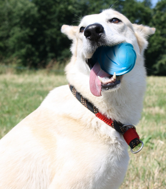 Cheerble Wicked Blue Ball Cyclone - Інтерактивний м'яч для собак, синій