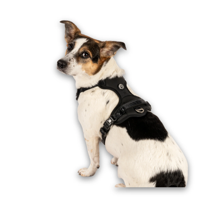 Max & Molly Smart ID Sport Harness Matrix 2.0 Black/S - Шлейки Матрікс чорного кольору