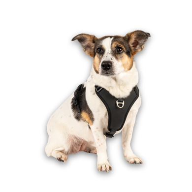 Max & Molly Smart ID Sport Harness Matrix 2.0 Black/S - Шлейки Матрікс чорного кольору