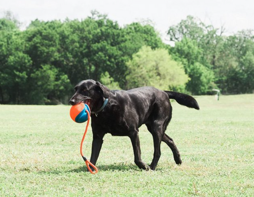 Chuckit Rope Fetch - Мяч на веревке для игры с собаками