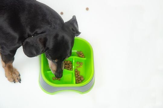 Eat Slow Live Longer Миска для комфортного пищеварения собак для малых и средних пород кошек