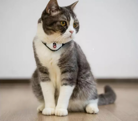 Cheerble KiTiDOT Black Collar - Нашийник для котів з лазерною іграшкою, 1 шт