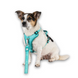 Max & Molly Smart ID Sport Harness Matrix 2.0 Turquoise/S - Шлейки Матрикс бирюзового цвета