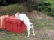 Savic Пэт Кедди 1 (Pet Caddy 1) переноска для собак и котов, пластик, 47/33/32 см, красный