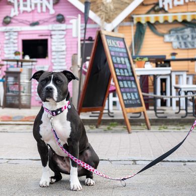 Max & Molly Short Leash Strawberry Dream/XS - Короткий розовый поводок с клубничным принтом