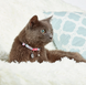 Max & Molly Smart ID Cat Collar Cherry Bloom/1 size - Ошейник для кошек Smart ID вишневый блум