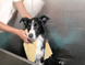 Show Tech Magic Towel Pet Towel - Рушник для тварин 66x43x0,2 см