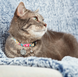 Max & Molly Smart ID Cat Collar Donuts/1 size - Ошейник для кошек Smart ID пончик