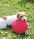 KONG Flyer - Конг игрушка для собак летающий диск S