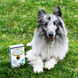 California Gold Nutrition LactoBif Pet - Пробіотики для собак котів, 60 капсул