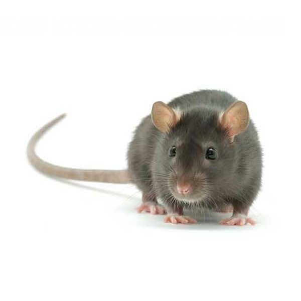 Правильное питание белой крысы в домашних условиях: как составить рацион кормления