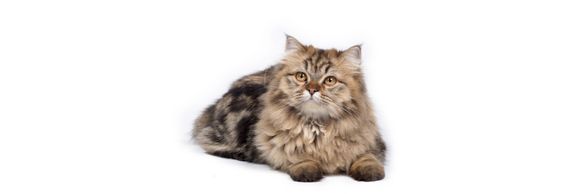 Кормление персидской кошки: лучший корм, рекомендованные и  противопоказанные продукты - Блог Зоомапы