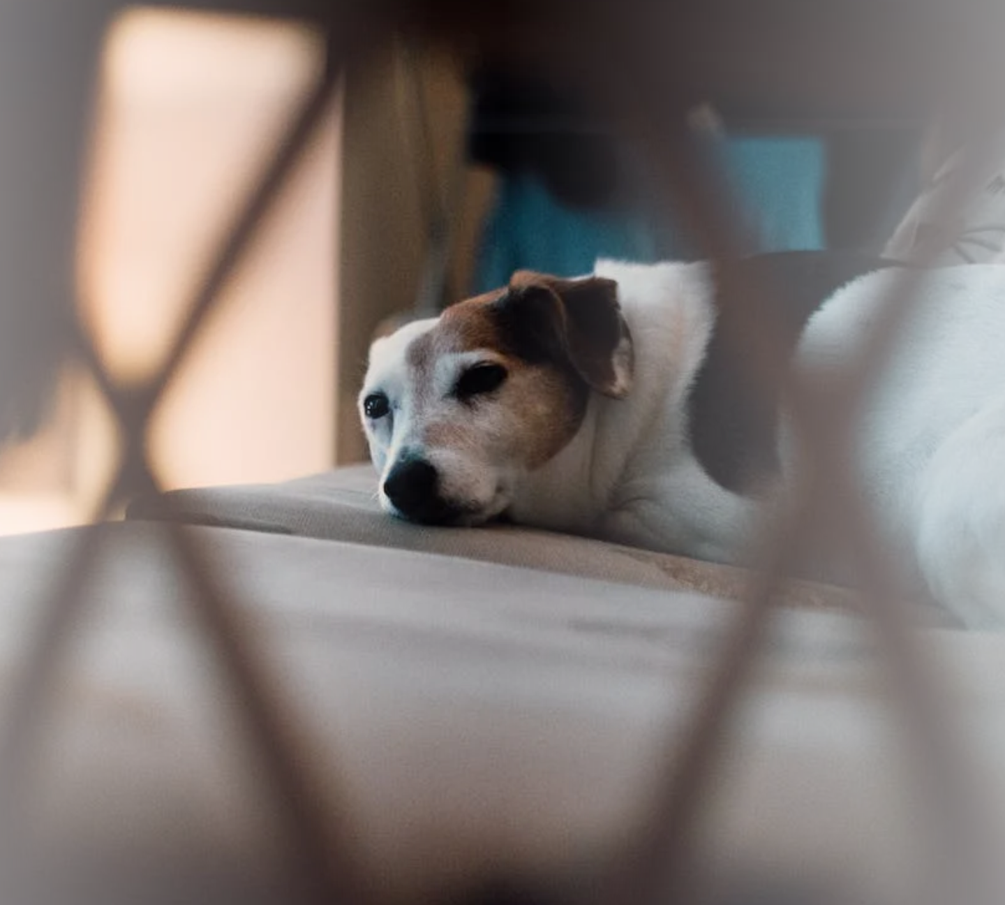 Запор у собаки: что делать и как помочь собаке при запоре дома | Royal Canin