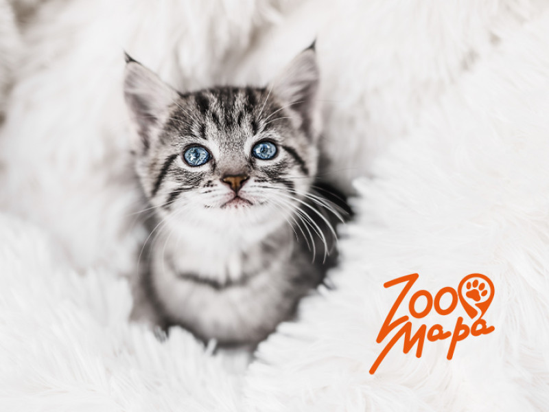 Чем лучше кормить котенка на 3 месяца?