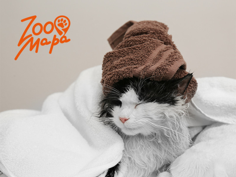 Поради щодо догляду за вухами котів