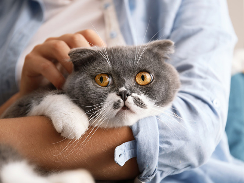 Як доглядати за висловухим котом?