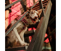 Max & Molly Short Leash Leopard Pink короткий повідець, принт леопард - L