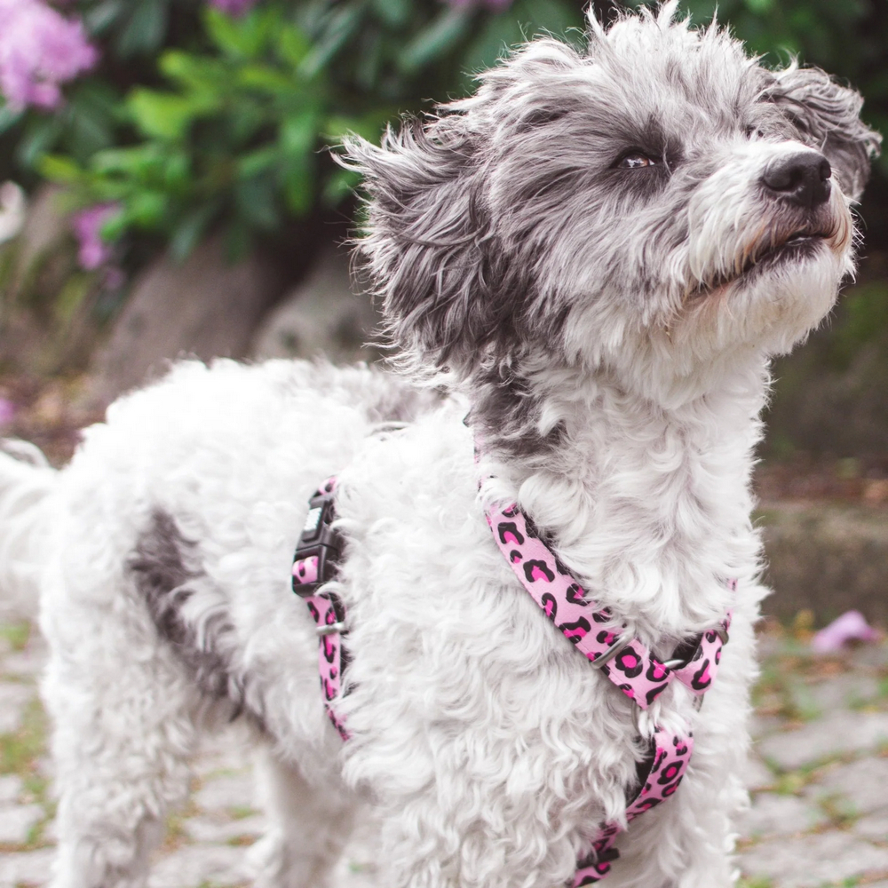 Max & Molly H-Harness Leopard Pink H-подібна шлея для собак, принт леопард - M