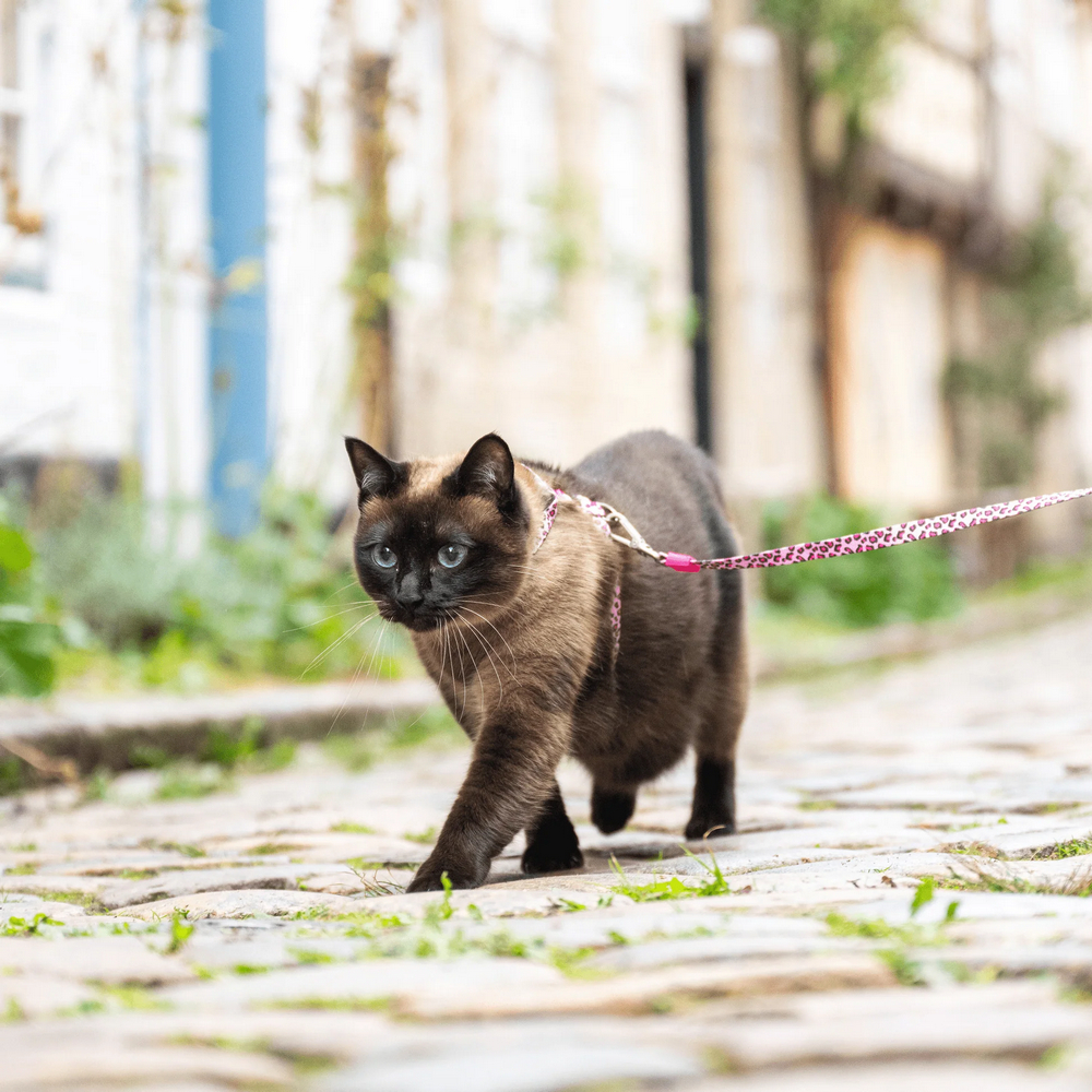 Max & Molly Cat Leopard Pink шлея та повідець для котів, принт леопард - one size