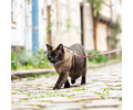 Max & Molly Cat Leopard Pink шлея та повідець для котів, принт леопард - one size