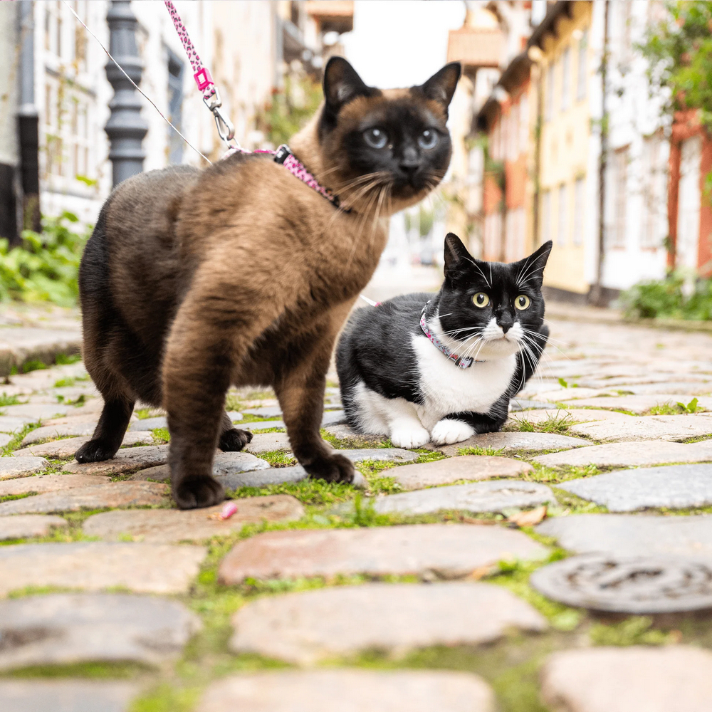 Max & Molly Cat Leopard Pink шлея та повідець для котів, принт леопард - one size
