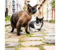 Max & Molly Cat Leopard Pink шлея та повідець для котів, принт леопард - one size