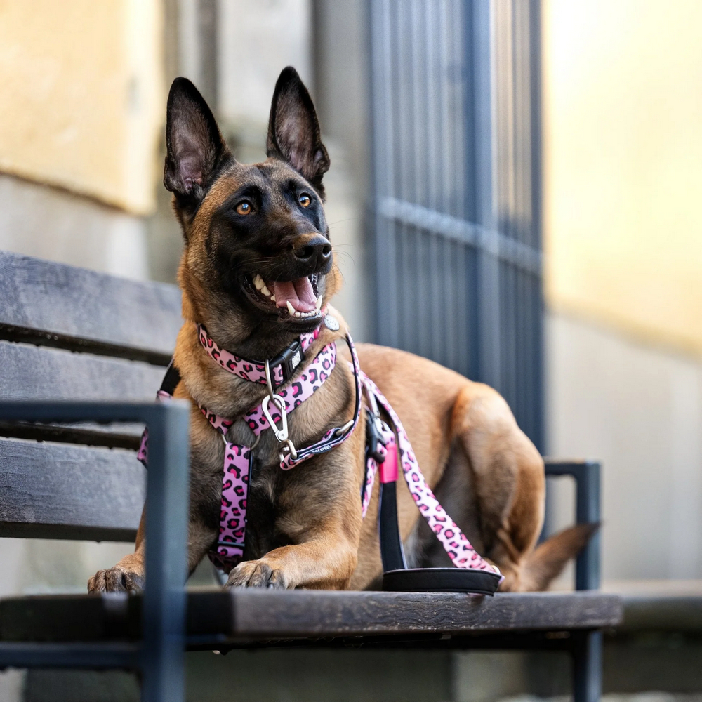 Max & Molly H-Harness Leopard Pink H-подібна шлея для собак, принт леопард - L
