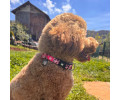 Max & Molly Smart ID Leopard Pink нашийник для собак, принт леопард - S