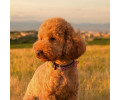 Max & Molly Smart ID Leopard Pink нашийник для собак, принт леопард - S
