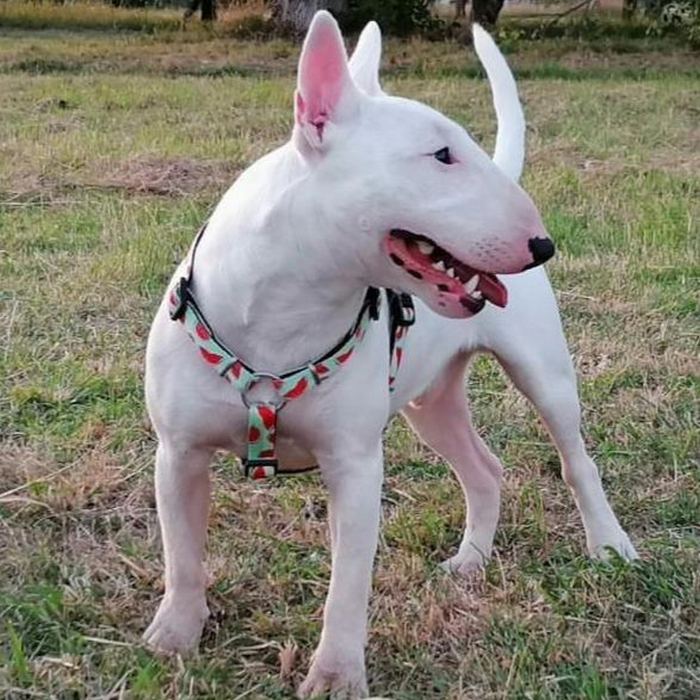Max & Molly H-Harness Watermelon H-подібна шлея для собак, принт кавун - M