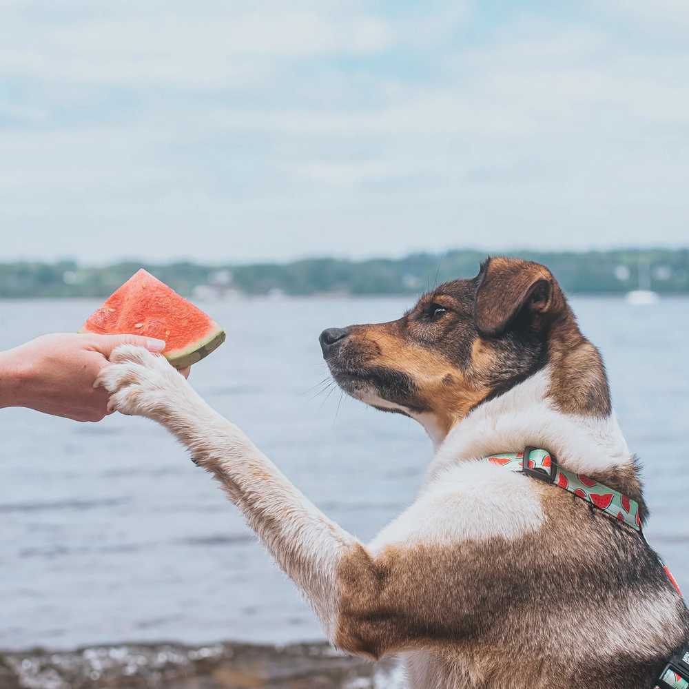 Max & Molly H-Harness Watermelon H-подібна шлея для собак, принт кавун - M