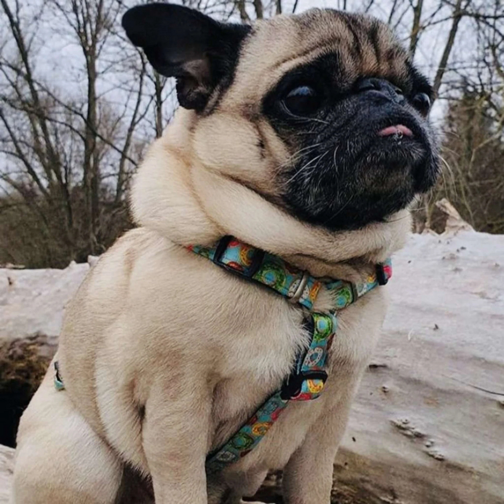Max & Molly H-Harness Donuts H-подібна шлея для собак, принт пончик - L